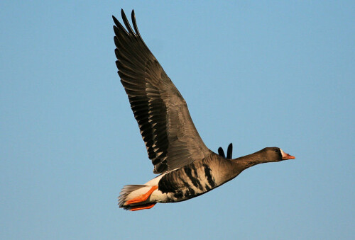 

Aufnameort: Helgoland
Kamera: Canon 400D, 400 mm