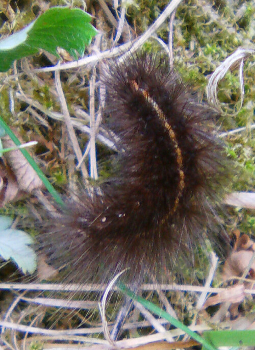 Sie gehört zu den Nachtfaltern sowie zu den Bärenspinnern.
Sie sind giftig und werden daher von Vögeln verschont.
Die Raupe frisst an Löwenzahn, Brennnessel sowie Besenginster u. a. 
http://de.wikipedia.org/wiki/Breitflügeliger_Fleckleibbär

Aufnameort: Eiershausen Garten
Kamera: Medion Digitaler Full-HD-Camcorder mit Touchscreen Medion Life