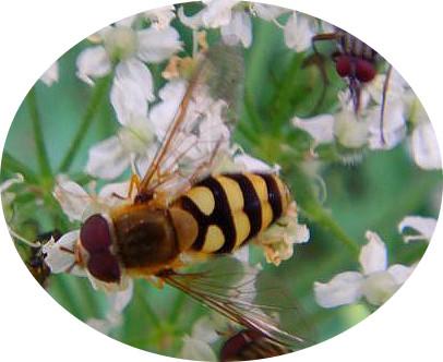 Ihre Larven ernähren sich räuberisch von Blattläusen.
http://de.wikipedia.org/wiki/Große_Schwebfliege

Aufnameort: Eiershausen Schwarzbachtal
Kamera: Digitaler Full-HD-Camcorder mit Touchscreen Medion Life