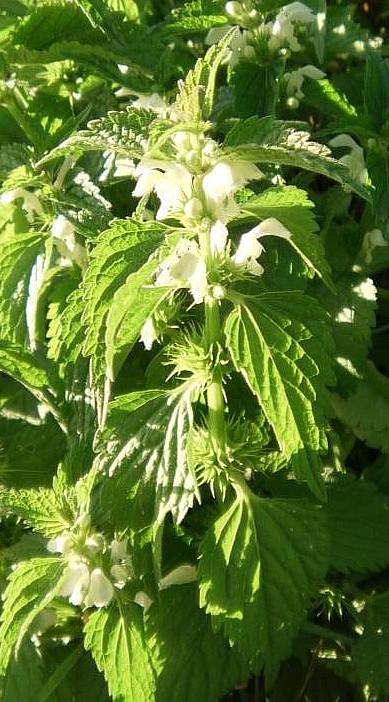 Sie gehört zu den Lippenblütengewächsen(Lamiaceae). Zwar ähnelt sie etwas in ihrem Aussehen einer Brennnessel, jedoch fehlen Brennhaare.
http://de.wikipedia.org/wiki/Weiße_Taubnessel

Aufnameort: Eiershausen in der Nähe der westlichen Ortseinfahrt
Kamera: Digitaler Full-HD-Camcorder mit Touchscreen Medion Life