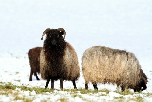 In meinem Heimatdorf kann man diese Tiere ungestört beobachten. Sie laufen dort frei herum

Aufnameort: Schönbach, Sachsen
Kamera: Canon Eos 7 D