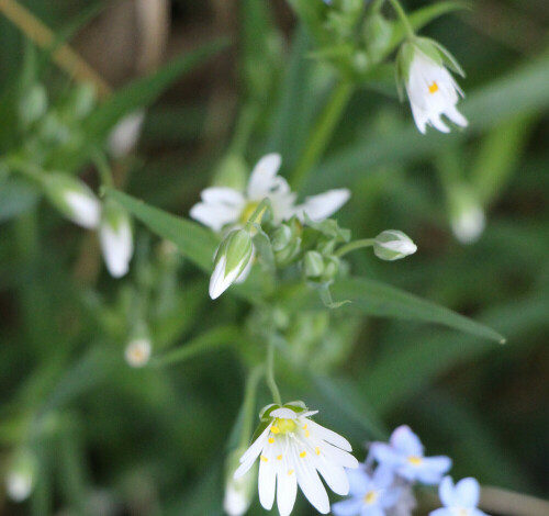 [Rechts unten sind noch Blüten des bunten Vergissmeinnicht im Bild.]
Die große Sternmiere(Stellaria holostea(L.)) gehört zu den Nelkengewächsen und blüht früh im Frühjahr.
http://de.wikipedia.org/wiki/Große_Sternmiere

Aufnameort: Eiershausen Garten
Kamera: Canon EOS 700D