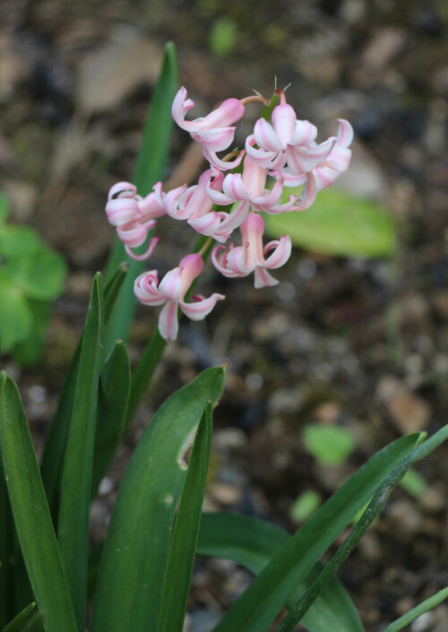 Eine Zierpflanze im Garten
http://greenlifeuniverse.com/species/hyacinthus-orientalis-amethyst.html
http://de.wikipedia.org/wiki/Hyazinthen

Aufnameort: Eiershausen Garten
Kamera: Canon EOS 700D