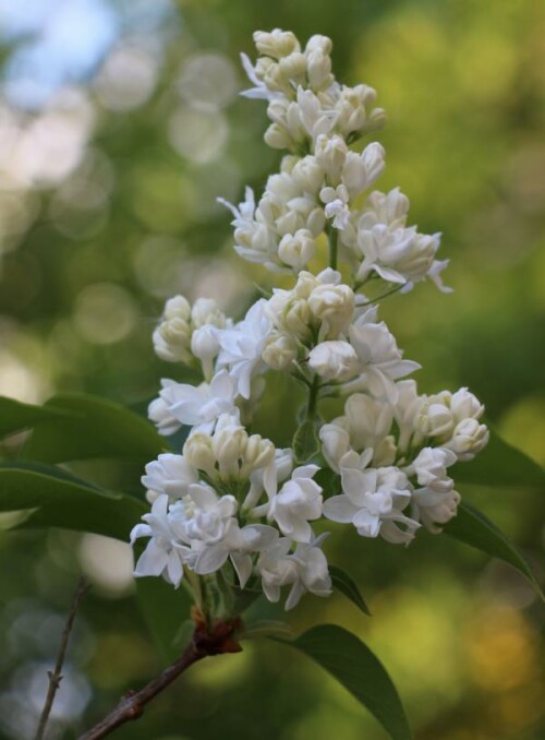 Ende des Frühlings blüht oft auch Flieder.
http://www.eggert-baumschulen.de/products/de/Laubgehoelze/deutsch-botanisch/F/Syringa-vulgaris-Alba.html

Aufnameort: Eiershausen Garten
Kamera: Canon EOS 700D