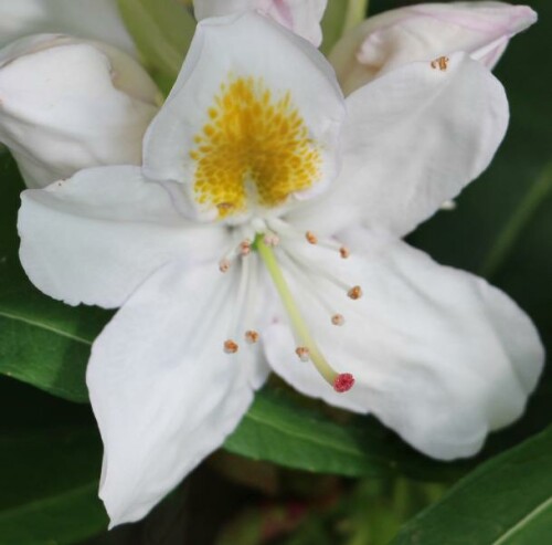 Je nach Sorte können Rhododendronbüsche Blüten in verschiedenen Farben tragen.
http://www.pflanzmich.de/produkt/40538/rhododendron-cunninghams-white.html

Aufnameort: Eiershausen Vorgarten
Kamera: Canon EOS 700D