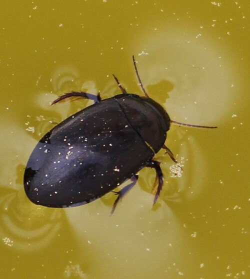 Ein dunkelgefärbter, großer Wasserkäfer, dessen zweites wie drittes Beinpaar zu Schwimmbeinen abgeplattet ist.
http://de.wikipedia.org/wiki/Großer_Kolbenwasserkäfer
http://www.insektenbox.de/kaefer/grokol.htm
https://www.youtube.com/watch?v=3154z4X7H-4

Wegen seiner zunehmenden Gefährdung steht er unter Naturschutz!

Aufnameort: Eiershausen Garten
Kamera: Canon EOS 700D