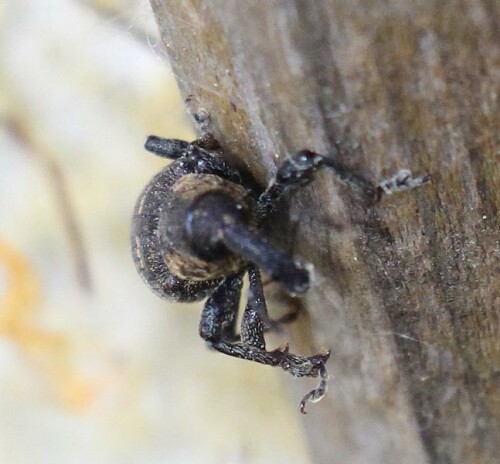 Der Rüsselkäfer gilt als Schädling besonders an jungen Nadelbäumen.
http://de.wikipedia.org/wiki/Fichtenrüsselkäfer
http://www.insektenbox.de/kaefer/grbrru.htm
https://www.youtube.com/watch?v=5J0uGhP4YKc   u. a.

Aufnameort: Eiershausen Garten
Kamera: Canon EOS 700D