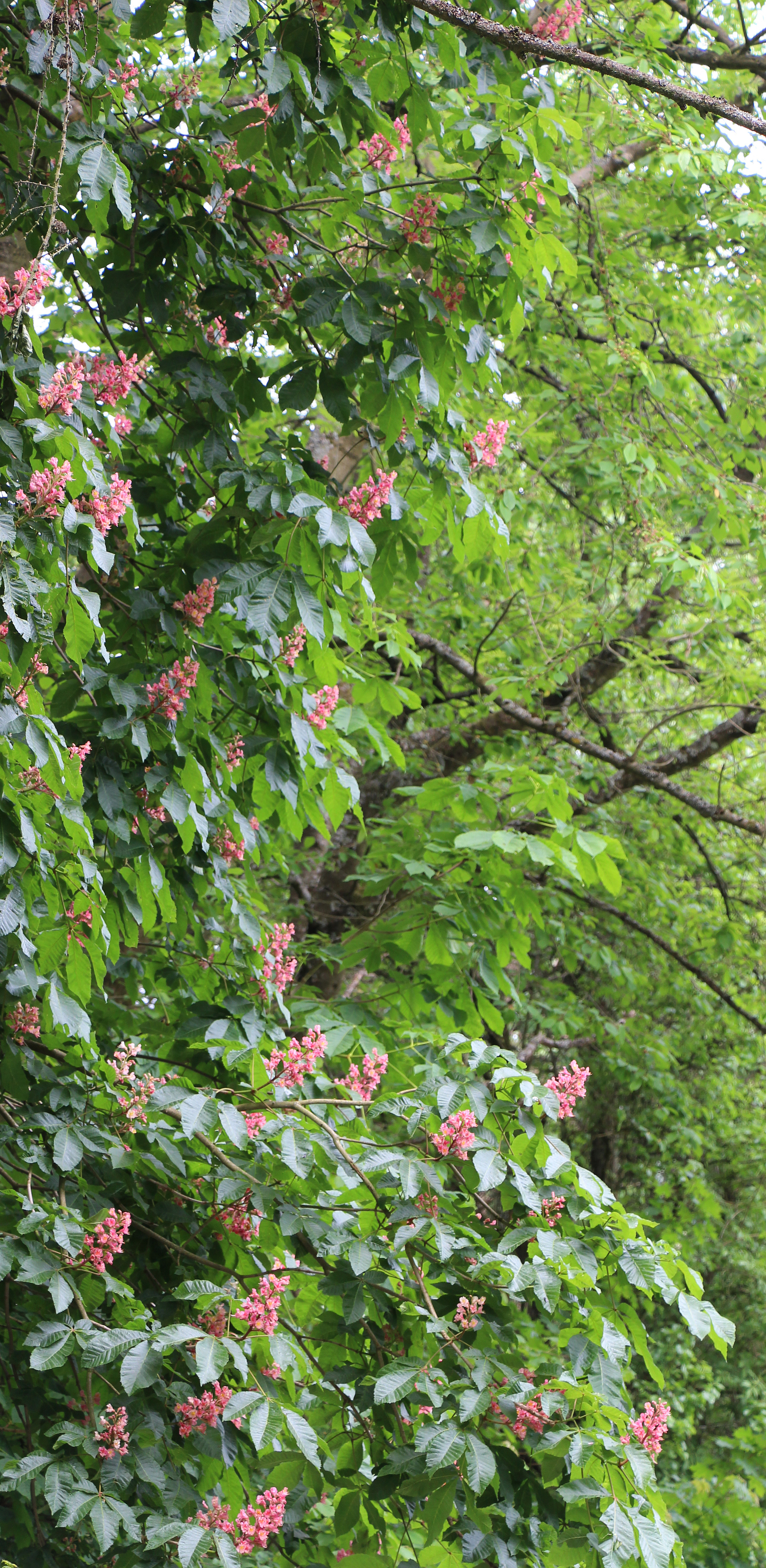 Eine rotblühende Roßkastanienart
http://www.baumschule-newgarden.de/product_info.php?info=p55_Aesculus-carnea--Briotii----Scharlach-Rosskastanie.html

Aufnameort: Im Nordosten von Wissenbach
Kamera: Canon EOS 700D