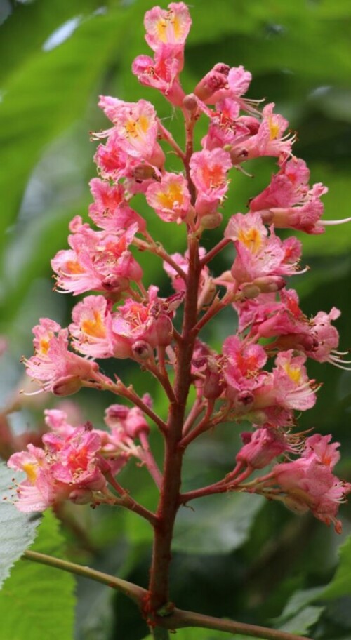 Ein Blütenstand dieser Roßkastanie
http://www.baumschule-newgarden.de/product_info.php?info=p55_Aesculus-carnea--Briotii----Scharlach-Rosskastanie.html

Aufnameort: Nordöstlich von Wissenbach
Kamera: Canon EOS 700D