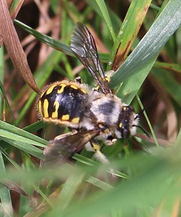 Eine Wollbiene, die durch ihre wespenähnlichen Warnfarben auch in der Vegetation auffallen kann.
https://de.wikipedia.org/wiki/Gro%C3%9Fe_Wollbiene

Videoclips zu jener Art:
https://www.youtube.com/watch?v=SkKNhf5KNAM
https://www.youtube.com/watch?v=zla6rc7_1co
https://www.youtube.com/watch?v=hjPW871qGt4
https://www.youtube.com/watch?v=S6ERdc-xDL4
https://www.youtube.com/watch?v=-q3LbbUzmHE
u. a.

Aufnameort: Eiershausen Waldrand des Hirschbergwaldes
Kamera: Canon EOS 700D