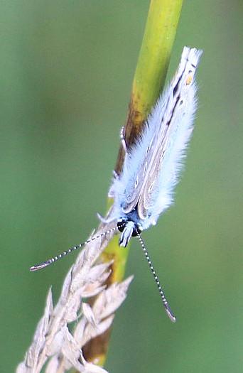 Ein Bläuling, der auch als Argus-Bläuling bezeichnet wird.
Er wurde als Schmetterling des Jahres 2008 gewählt.
https://de.wikipedia.org/wiki/Gei%C3%9Fklee-Bl%C3%A4uling

Aufnameort: Wiesen, Weiden nordöstlich von Eiershausen
Kamera: Canon EOS 700D