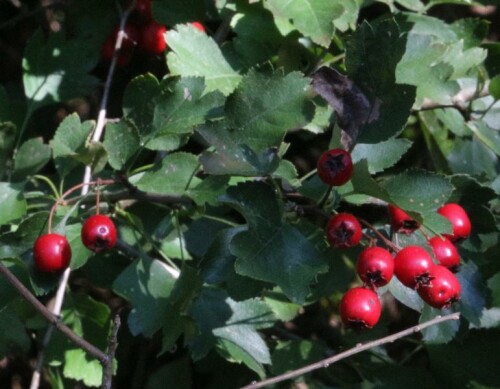 Der häufigere der beiden Weißdornarten in Mitteleuropa
https://de.wikipedia.org/wiki/Eingriffeliger_Wei%C3%9Fdorn

Aufnameort: Eiershausen Rommelsberg
Kamera: Canon EOS 700D