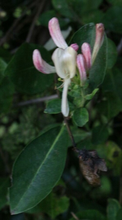 Das Wald-Geißblatt ist eine Kletterpflanze und weit in Europa verbreitet.
https://de.wikipedia.org/wiki/Waldgeißblatt

Aufnameort: Eiershausen Gartenzaun
Kamera: Canon EOS 700D