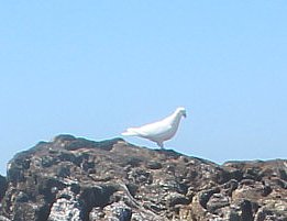 Weiße Taube - auch ein kirchliches Symbol(Frieden, Heiliger Geist) 
https://de.wikipedia.org/wiki/Taubenzucht

Aufnameort: Nördlich von Porto(Portugal)
Kamera: Canon EOS 700D