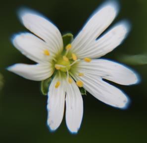 Die Große Sternmiere blüht im Frühjahr und gehört zu den Nelkengewächsen(Caryophyllaceae).
Sie kann im Saum von Gebüschen, Hecken oder in krautreichen Laub- wie Mischwäldern vorkommen.
https://de.wikipedia.org/wiki/Große_Sternmiere
 


Aufnameort: Eiershausen Garten
Kamera: Canon EOS 700D