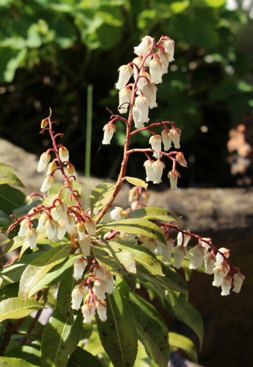 Wohl eine Zuchtform der Glockenheide
https://minibares.files.wordpress.com/2013/04/img_6596wester13.jpg

Aufnameort: Eiershausen Vorgarten
Kamera: Canon EOS 700D