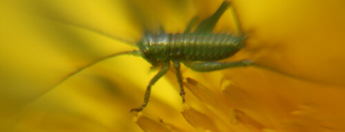 Ein Entwicklungsstadium einer ziemlich bekannten Heuschrecke z. B. in Wiesen.
https://de.wikipedia.org/wiki/Grünes_Heupferd
http://www.naturspaziergang.de/Heuschrecken/Tettigonia_viridissima.htm

Aufnameort: Eiershausen Garten
Kamera: Canon EOS 700D