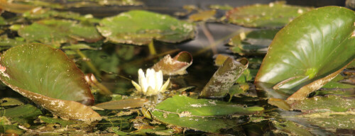 Die Seerose ist auch bezeichnend für die Verlandung von stehenden Gewässern wie z. B. Seen.
https://de.wikipedia.org/wiki/Weiße_Seerose

Aufnameort: Eiershausen Gartentümpel
Kamera: Canon EOS 700D