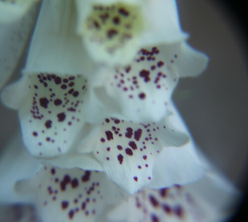 Der Gattungsname Digitalis leitet sich vom Lateinischen digitus ab und bedeutet soviel wie Finger. Dies beruht auf der typischen Form der Blüten.
https://de.wikipedia.org/wiki/Roter_Fingerhut#/media/File:Digitalis-purpurea-by-Maseltov.jpg

https://www.youtube.com/watch?v=0h47-4I0VRE
https://www.youtube.com/watch?v=N8ozSa9FJyg
https://www.youtube.com/watch?v=_InBA8Iex40
u. a.

Aufnameort: Eiershausen Hirschbergwald Waldrand
Kamera: Canon EOS 700D