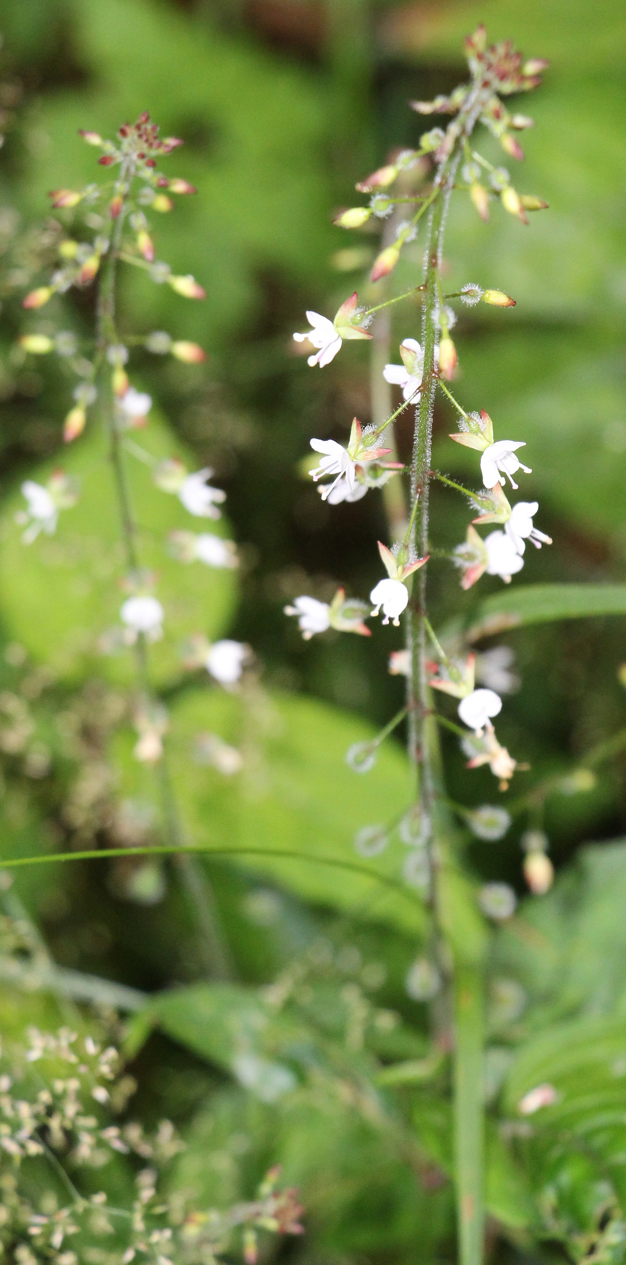 Das Große Hexenkraut ist ein Rhizom-Geophyt.
Es kann sich  vegetativ ziemlich gut vermehren.
https://de.wikipedia.org/wiki/Großes_Hexenkraut

Aufnameort: Eiershausen Hirschbergwald
Kamera: Canon EOS 700D