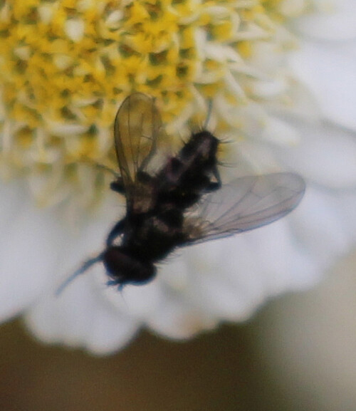 Ein kleinerer Vertreter der Schmeißfliegen(Calliphoridae)
Sie kommt in Europa und Asien vor und bevorzugt Gebüsch, Gärten oder Parkanlagen sowie Wiesen als ihren Aufenthaltsort.
Von Mai bis August können sie beobachtet werden.
http://www.insektenbox.de/zweifl/melana.htm

Aufnameort: Eiershausen Garten
Kamera: Canon EOS 700D