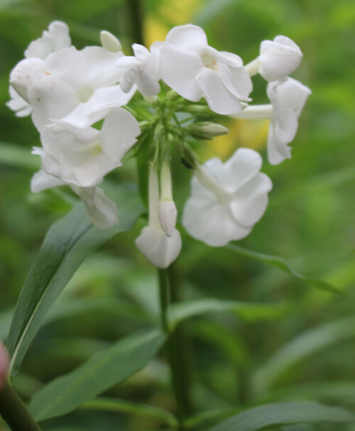 Der weiße Hochstauden-Phlox wird auch als (Rispige) Flammenblume oder Herbstflieder bezeichnet. Er gehört zur Pflanzenfamilie der Sperrkrautgewächse(Polemoniaceae).
https://de.wikipedia.org/wiki/Hoher_Stauden-Phlox

Aufnameort: Eiershausen Garten
Kamera: Canon EOS 700D