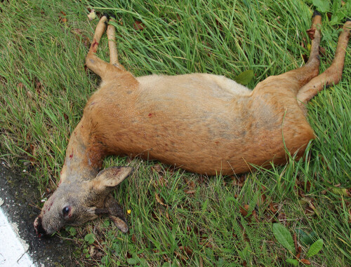 Auch tierische Verkehrsopfer lassen sich gelegentlich kaum vermeiden.
https://de.wikipedia.org/wiki/Fallwild

https://www.youtube.com/watch?v=HmcgPiMZg1Y
https://www.youtube.com/watch?v=BDnkt8cMOZQ
https://www.youtube.com/watch?v=ZJNc74g-yYw
u. a. 

https://www.youtube.com/watch?v=ZJNc74g-yYw
u. a. 


Vielleicht wird ja einmal ein Fond gegründet, der für Fallwildopfer einen "Obulus" erhebt. Dieser Erlös könnte z. B. den Bau von Wildkorridoren unterstützen helfen.

Aufnameort: Nanzenbach
Kamera: Canon EOS 700D