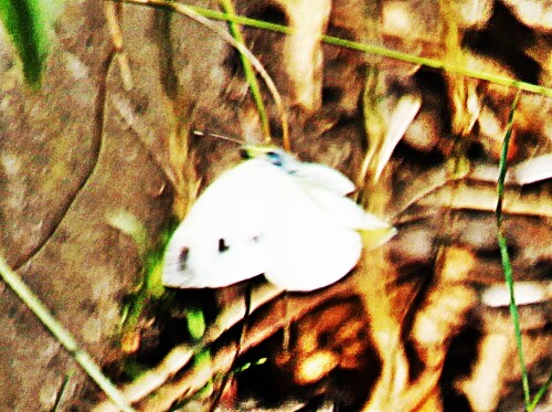 Der kleine Kohlweißling(Pieris rapae) ist ein häufig in der Nähe z. B.  von Kohlgemüse sich aufhaltender Tagfalter.
https://de.wikipedia.org/wiki/Kleiner_Kohlweißling

Aufnameort: Eiershausen Garten
Kamera: Canon EOS 1300D