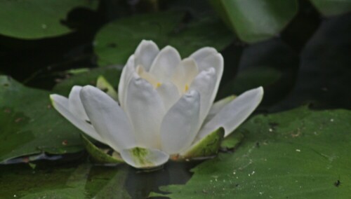 Die Weiße Seerose(Nymphaea alba(L.)) gehört zu den typischen 
Schwimmblattpflanzen.
https://de.wikipedia.org/wiki/Weiße_Seerose

Aufnameort: Eiershausen Gartentümpel
Kamera: Canon EOS 1300D