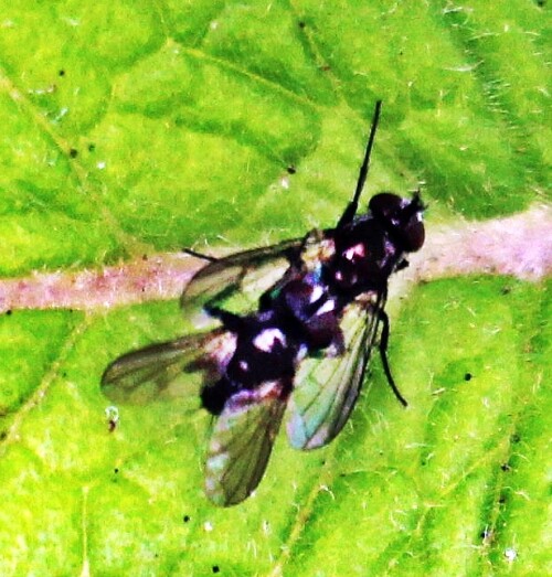 Eine kleine Art von Schmeißfliegen, die hier miteinander kopulieren.
Ihr Hinterleib trägt kleine Borsten.
Jene Art Schmeißfliege hält sich auf Wiesen, im Gestrüpp, im Garten oder in Parkanlagen auf.
Sie kommt in Europa und Asien vor.
http://www.insektenbox.de/zweifl/melana.htm

Aufnameort: Eiershausen Garten
Kamera: Canon EOS 1300D