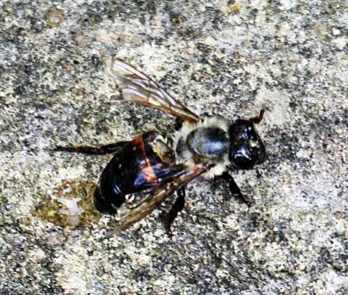 Die Westliche Honigbiene wird auch als Europäische Honigbiene bezeichnet.
https://de.wikipedia.org/wiki/Westliche_Honigbiene

Aufnameort: Eiershausen Garten
Kamera: Canon EOS 1300D