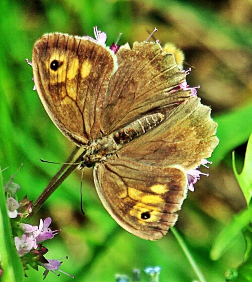 Eine Art Schmetterling, die zu den Edelfaltern(Nymphalidae) gehört.
Er fliegt etwa von Anfang Juni bis Anfang September.
Männliche und weibliche Falter jener Art sollen sich farblich unterscheiden lassen(Sexualdichroismus).
https://de.wikipedia.org/wiki/Großes_Ochsenauge

Aufnameort: Eiershausen Garten
Kamera: Canon EOS 1300D