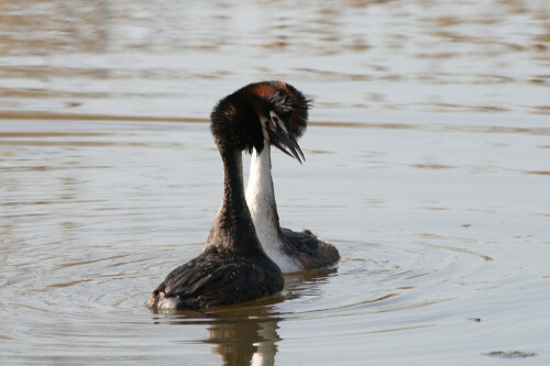 

Aufnameort: Vogelinsel bei Muhr in Mittelfranken
Kamera: Canon EOS400D + Canon EF 300 4.0 USM IS L