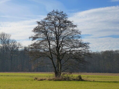 Schwarzerle im Dezember

Aufnameort: Rheinebene im Breisgau
Kamera: Panasonic