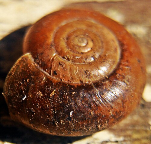 Die große Glanzschnecke hält sich gerne unter Laub an feuchten sowie geschützten Orten im Wald oder zwischen Felsen auf. Ferner kann sie auch in Gewächshäusern sowie in Gärten angetroffen werden.
https://de.wikipedia.org/wiki/Große_Glanzschnecke

Aufnameort: Eiershausen Garten
Kamera: Canon EOS 1300D