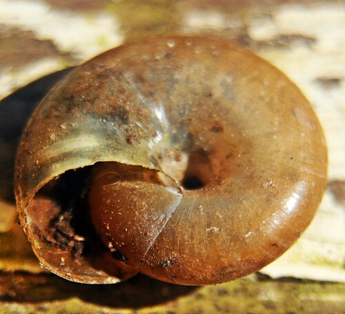 Jene Schnecken werden etwa nach acht bis neun Monaten geschlechtsreif. Gepaart wird sich im Frühsommer. Bis zu 70 Eier können pro Schnecke abgelegt werden.
https://de.wikipedia.org/wiki/Große_Glanzschnecke

Aufnameort: Eiershausen Garten
Kamera: Canon EOS 1300D