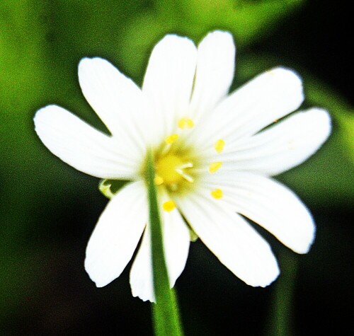 Die Große Sternmiere gehört zu den Nelkengewächsen(Caryophyllaceae).
Sie blüht zum Frühjahr in Laubwäldern oder Gebüschen.
https://de.wikipedia.org/wiki/Große_Sternmiere

Aufnameort: Eiershausen Garten
Kamera: Canon EOS 1300D