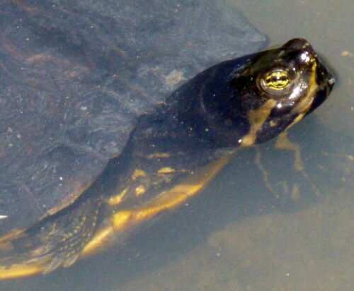 Schildkröte schaut aus dem Wasser um Luft zu schnappen

Aufnameort: Spanien
Kamera: Lumix TZ 61