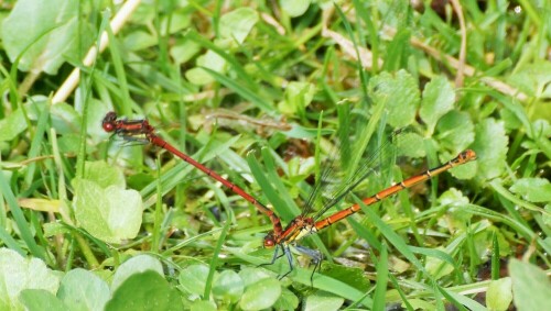 Nun fliegen sie wieder, z.B. die Frühe Adonislibelle Pyrrhosoma nymphula. Sind schon zu zweit unterwegs... Eier legen ist angesagt

Aufnameort: Bern Dählhölzli
Kamera: Sony Alpha 77