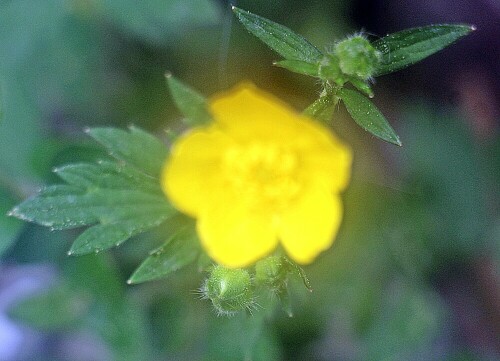 Mancherorts wird er auch als "Butterblume" bezeichnet.
In Europa kommt er nur in Portugal oder der Türkei nicht vor.
https://de.wikipedia.org/wiki/Scharfer_Hahnenfuß

Aufnameort: Eiershausen Garten
Kamera: Canon EOS 1300D