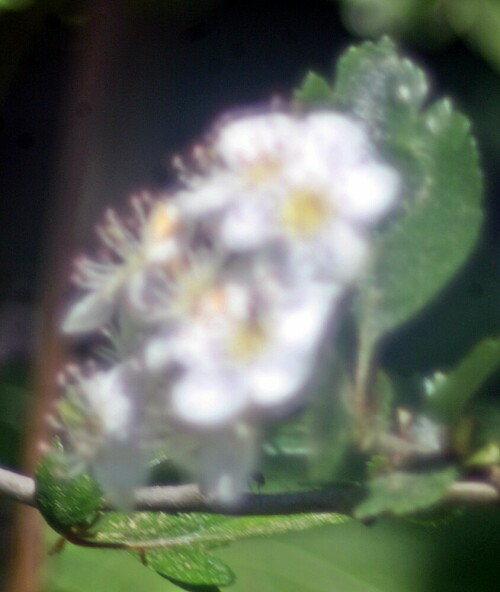 Der Zweigriffelige Weißdorn gehört zu den Steinobstgewächsen(Pyrinae) sowie zur Familie der Rosengewächsen(Rosaceae).
Er kommt besonders im Osten von Nordamerika vor.
In Deutschland werden drei Arten unterschieden.
https://de.wikipedia.org/wiki/Weißdorne

Aufnameort: Eiershausen Straßenrabatte
Kamera: Canon EOS 1300D