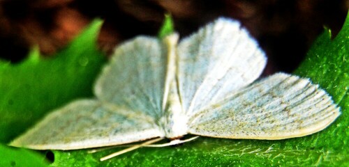 Ein Falter, der zu den Spanner(Geometridae) gehört.
Er ist aus Europa sowie dem Nahen Osten bekannt.
Von etwa April bis August lassen sich die Falter beobachten.
Sie besitzen zwei Generationen pro Jahr.
https://en.wikipedia.org/wiki/Asthena_albulata
http://www.lepiforum.de/lepiwiki.pl?Asthena_Albulata

Aufnameort: Eiershausen Garten
Kamera: Canon EOS 1300D