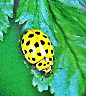 Eine Art Marienkäfer, die auch als Pilzmarienkäfer bezeichnet wird.
Sie frisst auch an echtem Mehltau.
https://de.wikipedia.org/wiki/Zweiundzwanzigpunkt-Marienkäfer

Aufnameort: Eiershausen Schwarzbachtal
Kamera: Canon EOS 1300D