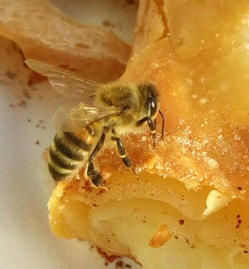 erster Bienenflug im Februar 19 beim Kuchen naschen

Aufnameort: zuhause Simmershofen BY
Kamera: Handy Blackview