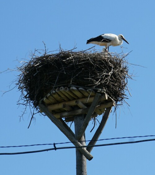 Weißstorch auf seinem Horst. Im früheren Ermland (heute: Warminsko-Mazurskie) finden sich in jedem Dorf Storchennester.

Aufnameort: Biskupie Polen
Kamera: Sony Alpha 7/II