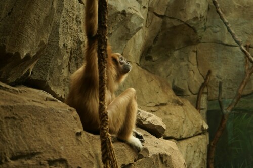 Der Weißhandgibbon wirkt irgendwie melancholisch. Hoffentlich nicht, wegen seines Lebens im Zoo.

Aufnameort: Kölner Zoo
Kamera: Sony Alpha 7/II