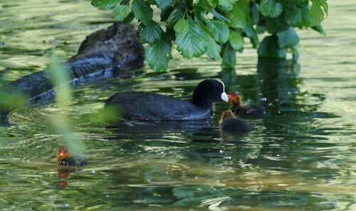 Man kann wirklich nicht sagen, dass die Küken der Bläßhühner hübsch sind. Dem Huhn ist das egal, Mutterliebe eben.

Aufnameort: Höhenfelder See in Köln Dünnwald
Kamera: Sony Alpha 7/II