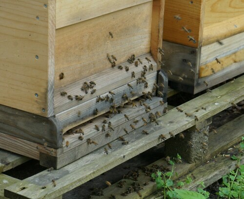 Neben der Streuobstwiese auf Gut Leidenhausen stehen Dutzende von Bienenstöcken.

Aufnameort: Gut Leidenhausen Köln
Kamera: Sony Alpha 7/II