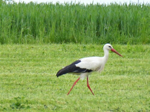 Bei einem Spaziergang nach Boxbrunn b. Lichtenau / Mfr. gesehen. In Lichtenau brütet dieses Jahr auch wieder ein Storchenpärchen

Aufnameort: Boxbrunn/Lichtenau Mfr.
Kamera: Panasonic Lumix TZ61