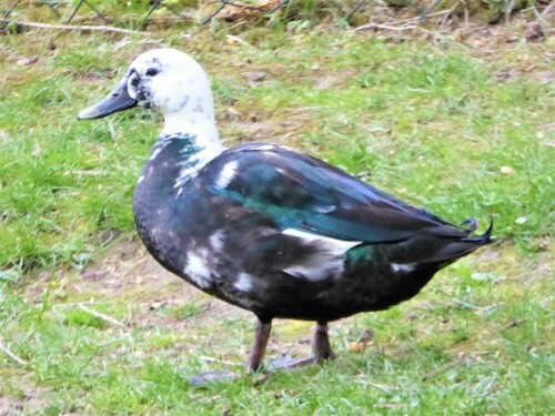 Bei einem Spaziergang nach Boxbrunn/Lichtenau Mfr. gesehen

Aufnameort: Boxbrunn/Lichtenau Mfr.
Kamera: Panasonic Lumix TZ61